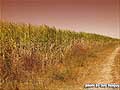 Guy Fanguy - Artist - Photographer - Guy Fanguy - Sugar Cane Farming - Louisiana (17).jpg Size: 62630 - 9
